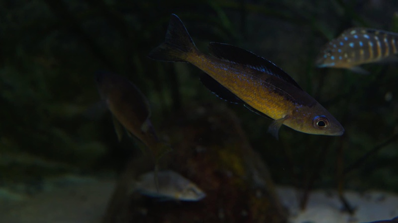 Cyprichromis microlepidotus 'Bilila (Kavala) Island'